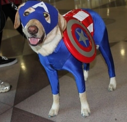dog.jpg