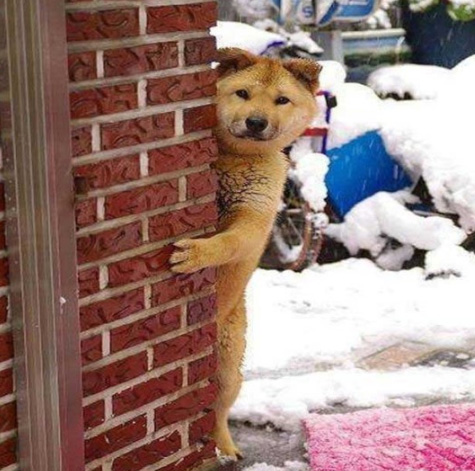 adog.jpg