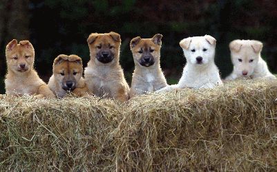 Jindo Island Puppies.jpg