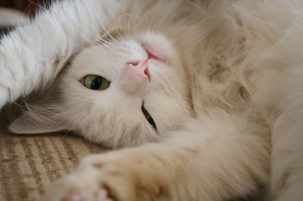 c_white-cat-4-by-gabrielsya.jpg