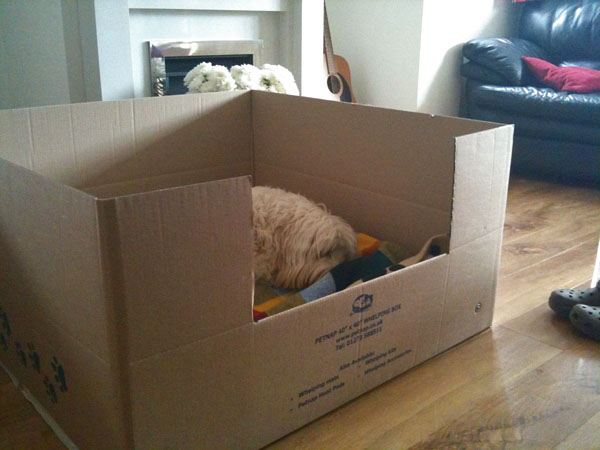 o_the dog box.jpg