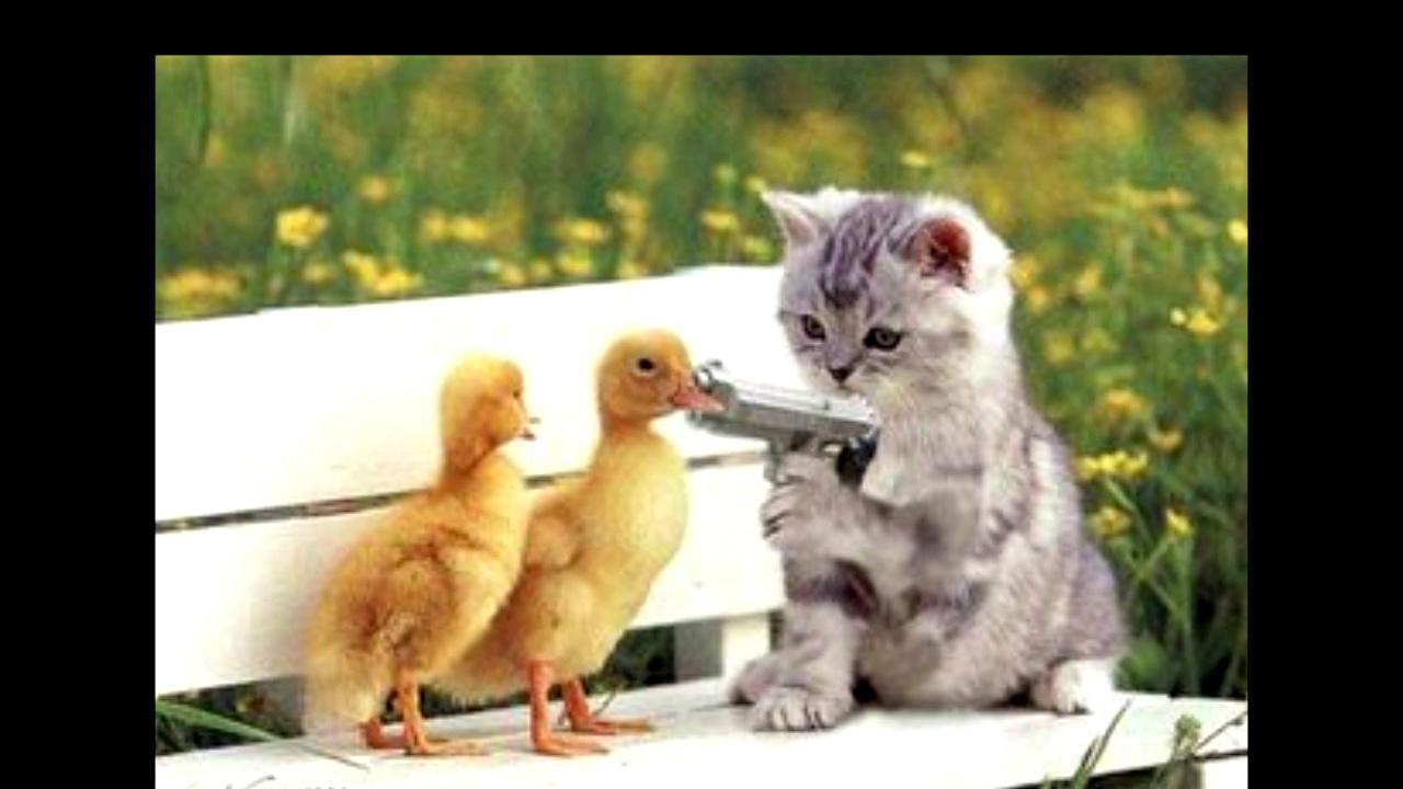 cat with gun.jpg