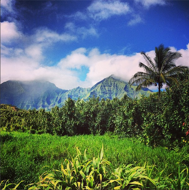 typical hawaiin roadside.png