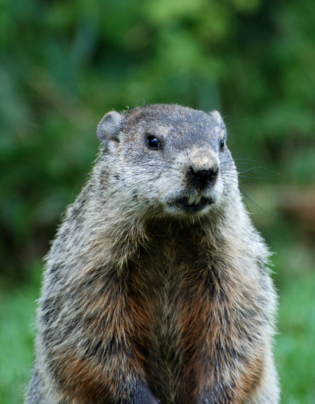 Groundhog_1728.jpg