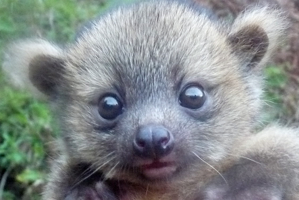 Baby-Olinguito2.jpg