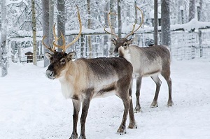 rudolph.jpg