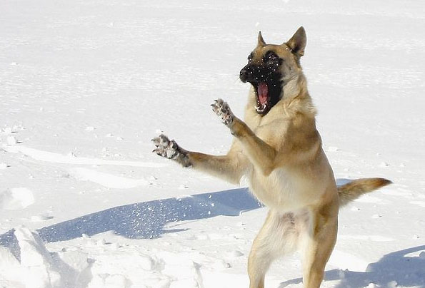 dogsnow.jpg