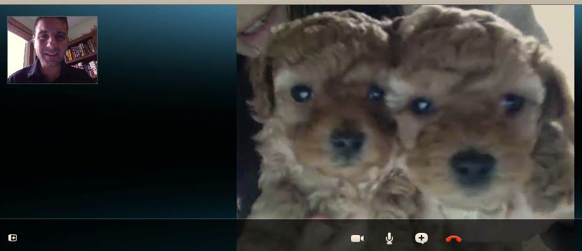 Abi's Poodles.jpg