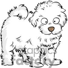 white dog.jpg